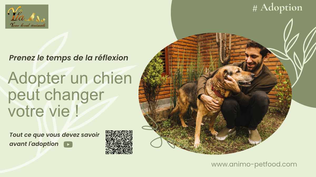 adoption-comment-adopter-le-bon-chien-pour-vous